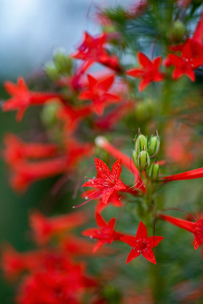 200 STANDING CYPRESS (Scarlet Gilia) Ipomopsis Rubra Flower Seeds