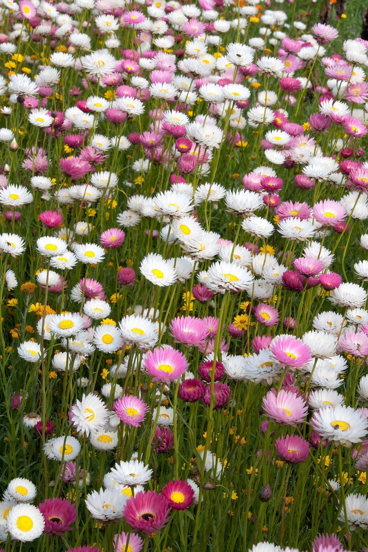 100 MIXED DOUBLE ACROCLINIUM Paper Daisy Helipterum Roseum Rhodanthe Flower Seeds