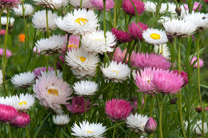 100 MIXED DOUBLE ACROCLINIUM Paper Daisy Helipterum Roseum Rhodanthe Flower Seeds