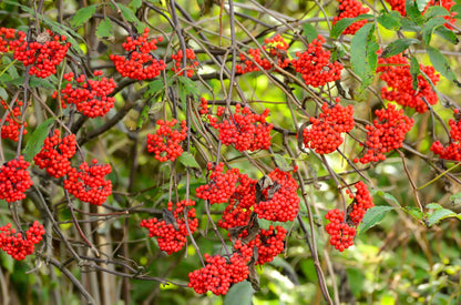 100 RED ELDERBERRY Sambucus Racemosa Scarlet Mountain Elder Bunchberry Tree Shrub Fruit Berry Seeds