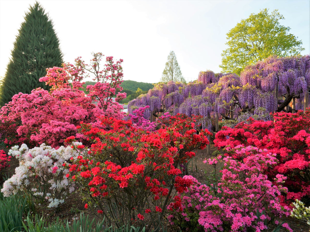 25 MIXED COLORS AZALEA Rhododendron spp. Red, Pink, Purple, White Flower Shade Bush Shrub Seeds