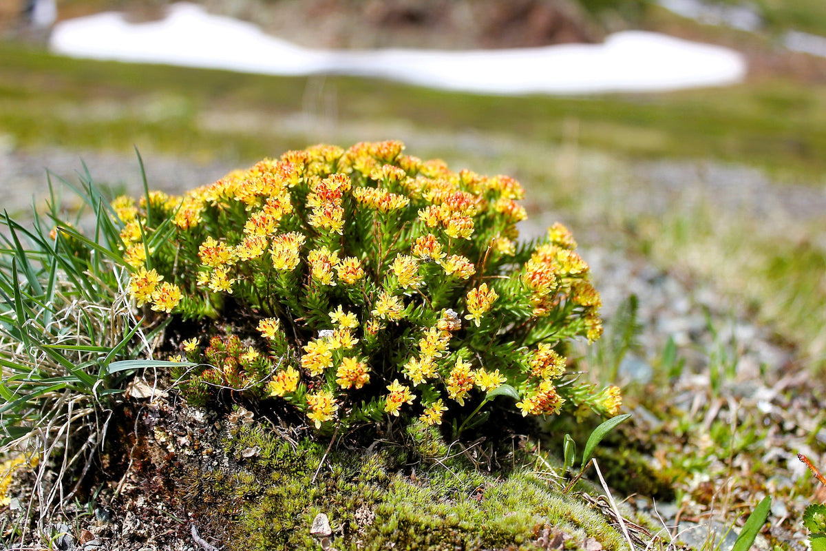 25 ROSEROOT STONECROP Golden Rose Root Sedum Rhodiola Rosea Yellow Succulent Flower Seeds