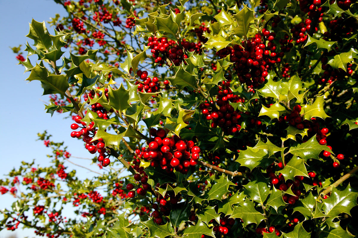 40 ENGLISH HOLLY Ilex Aquifolium aka European Common or Christmas Holly Evergreen Tree Shrub Berry Seeds
