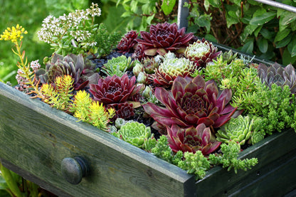 25 MIXED HENS & CHICKS Chickens Succulent (Live Forever) Sempervivum Flower Seeds