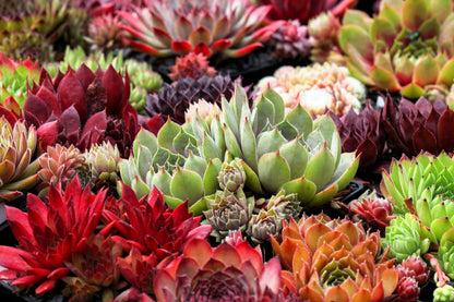 25 MIXED HENS & CHICKS Chickens Succulent (Live Forever) Sempervivum Flower Seeds