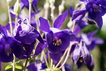 100 PURPLE COLUMBINE Aquilegia Vulgaris Flower Seeds