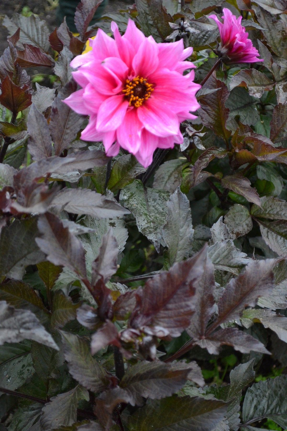 20 Dwarf Mixed Colors REDSKIN DAHLIA Variabilis Red Skin Mix Bicolor Flower Seeds