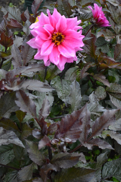 20 Dwarf Mixed Colors REDSKIN DAHLIA Variabilis Red Skin Mix Bicolor Flower Seeds