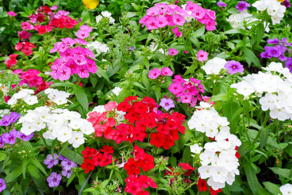 100 Mixed Colors DRUMMOND PHLOX MIX Pink, Red, White, Purple Phlox Drummondii Flower Seeds