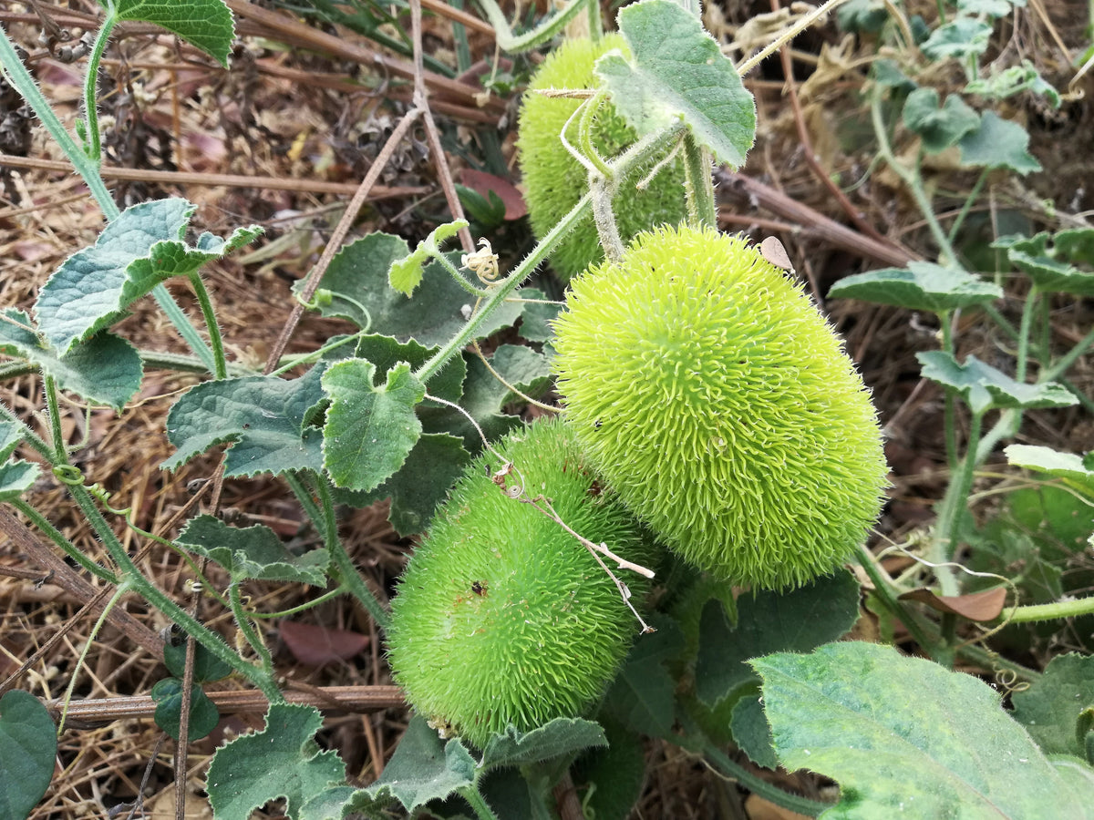 10 WOOLY BEAR GOURD Cucumis Dipsaceus Fuzzy Green Ornamental Seeds
