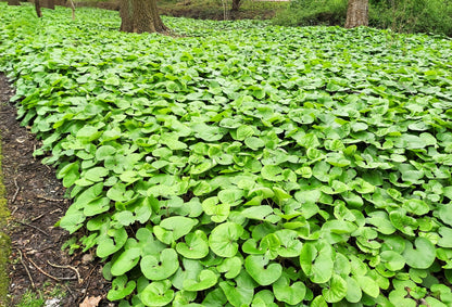 25 WILD GINGER Asarum Canadense Canadian Heart Snakeroot Flower Herb Seeds