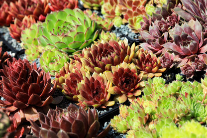 25 MIXED HENS & CHICKS Chickens Succulent (Live Forever) Sempervivum Flower Seeds