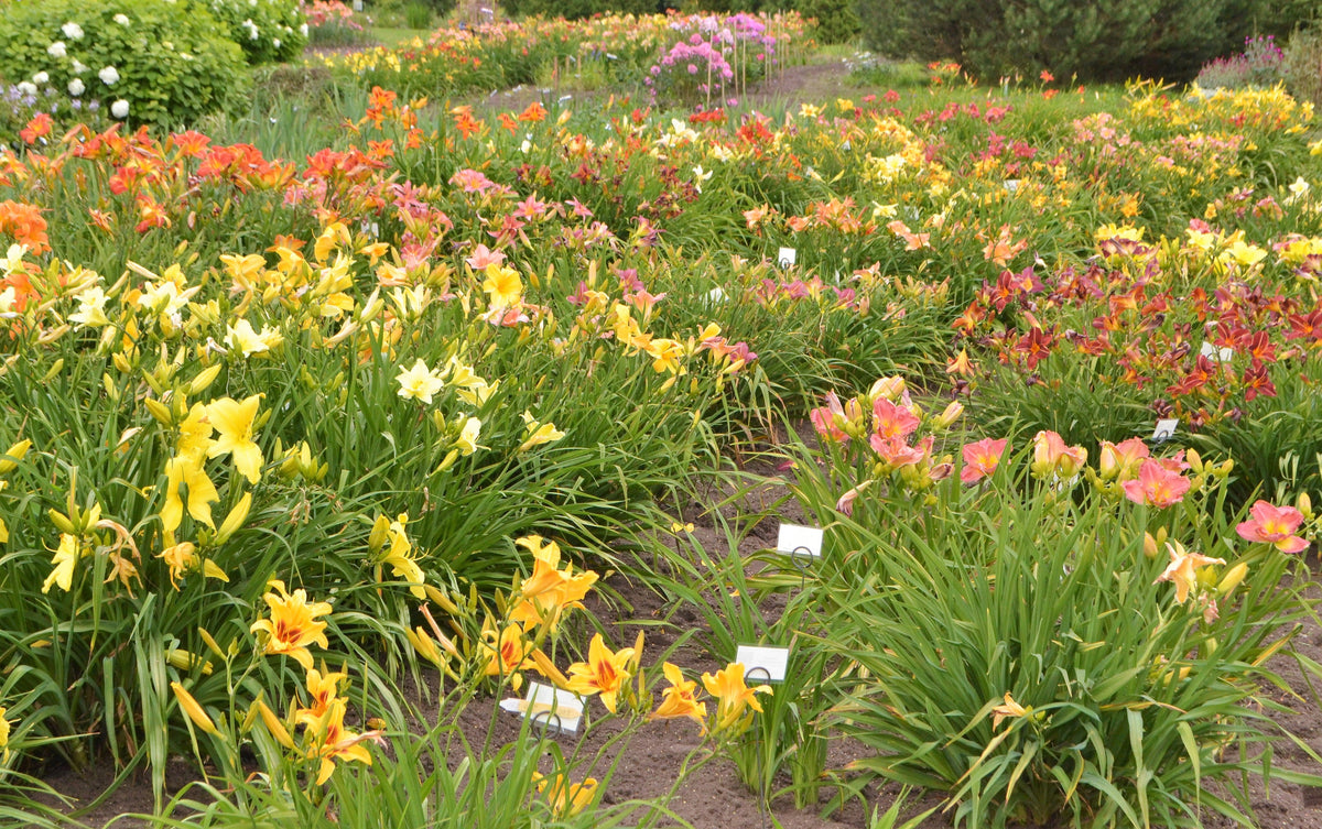 10 MIXED COLORS DAYLILY Hemerocallis Day Lily Fine Mix Red Purple Flower Seeds