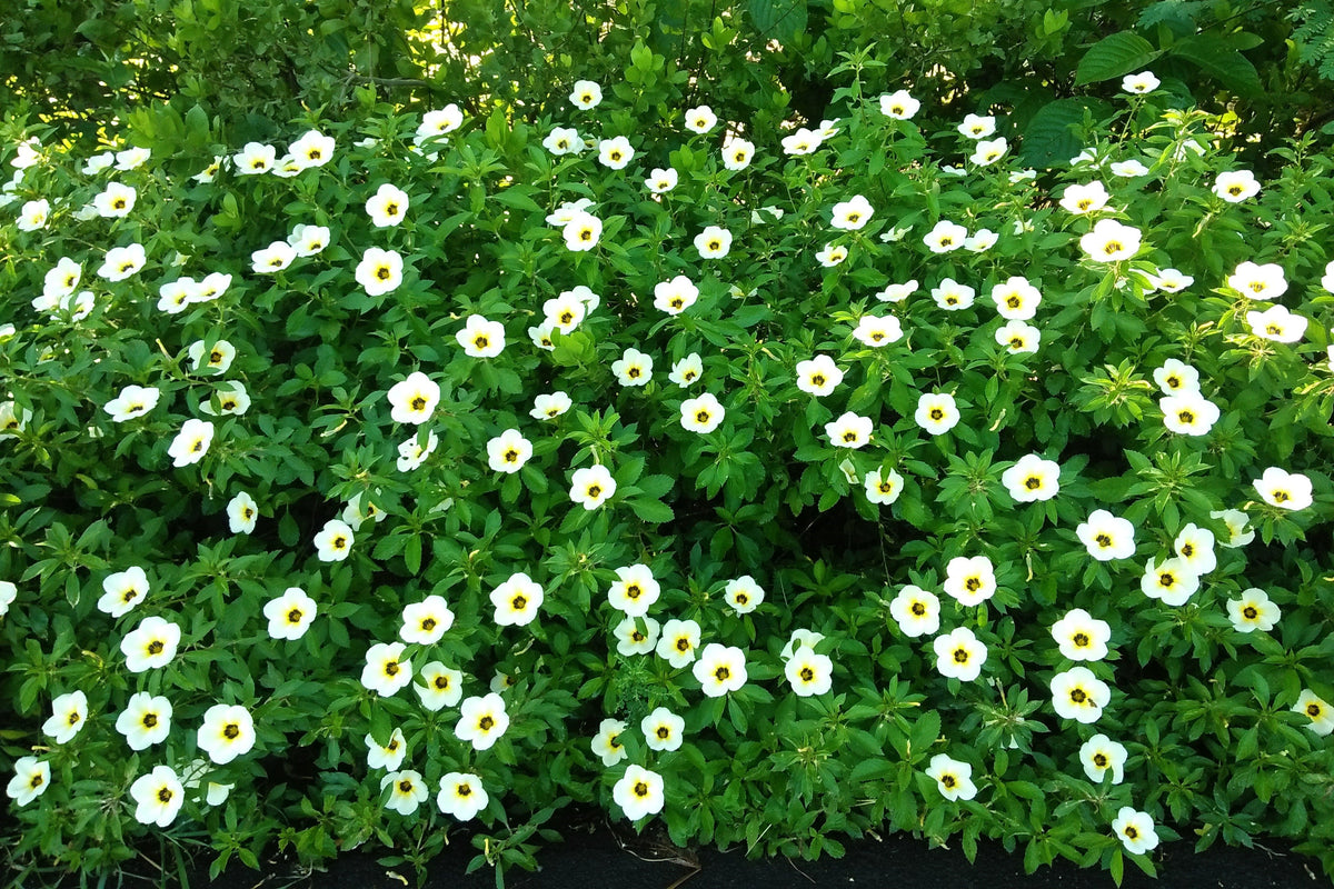 10 SIMPLY LOVE HIBISCUS (Flower of the Hour / Baldder Hibiscus) Hibiscus Trionum Flower Seeds