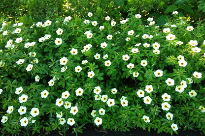 10 SIMPLY LOVE HIBISCUS (Flower of the Hour / Baldder Hibiscus) Hibiscus Trionum Flower Seeds