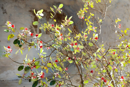 10 PINEAPPLE GUAVA Fruit Acca Guavasteen Brazilian or Fig Guava Feijoa Sellowiana Pink Red Flower Tree Shrub Seeds