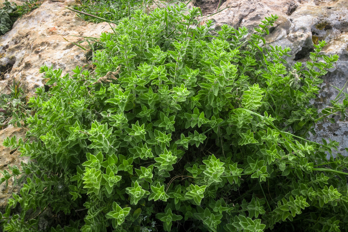 500 GREEK OREGANO Italian / Winter Marjoram Origanum Vulgare Hirtum Herb Seeds