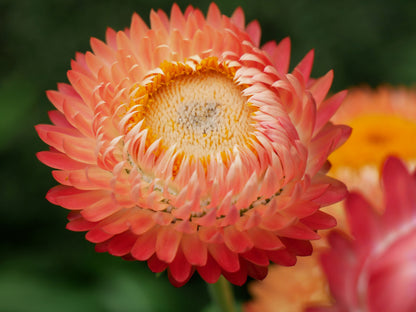 100 APRICOT & PEACH STRAWFLOWER Organic Mix Coral Paper Daisy Helichrysum Xerochrysum Bracteatum Flower Seeds