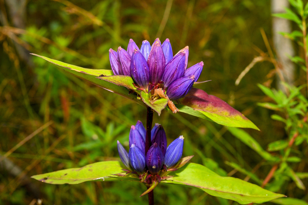 200 BOTTLE GENTIAN (Closed or Blind Gentian / Cloistered Heart) Gentiana Andrewsii Flower Seeds