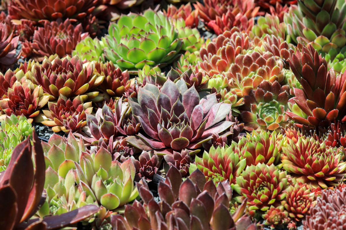 25 MIXED HENS & CHICKS Chickens Succulent (Live Forever) Sempervivum Flower Seeds