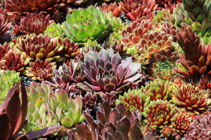 25 MIXED HENS & CHICKS Chickens Succulent (Live Forever) Sempervivum Flower Seeds