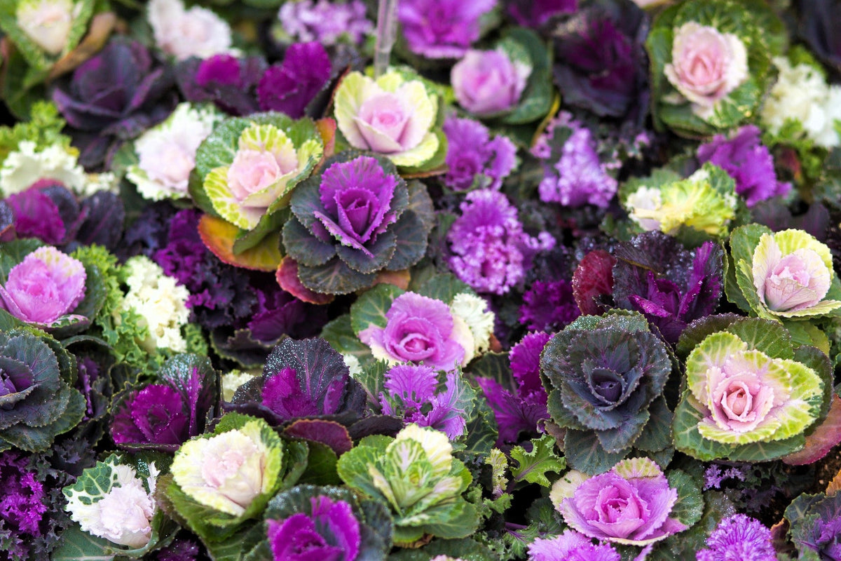 60 ORNAMENTAL KALE MIXED Colors Brassica Oleracea Flower Seeds