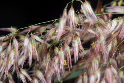 1000 Variegated RIBBON GRASS Reed Canary Phalaris Arundinacea Pink Flower Seeds