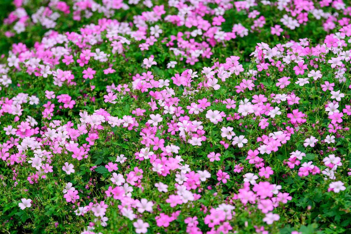 350 RED BABYS BREATH Gypsophila Elegans Baby's Breath Flower Seeds