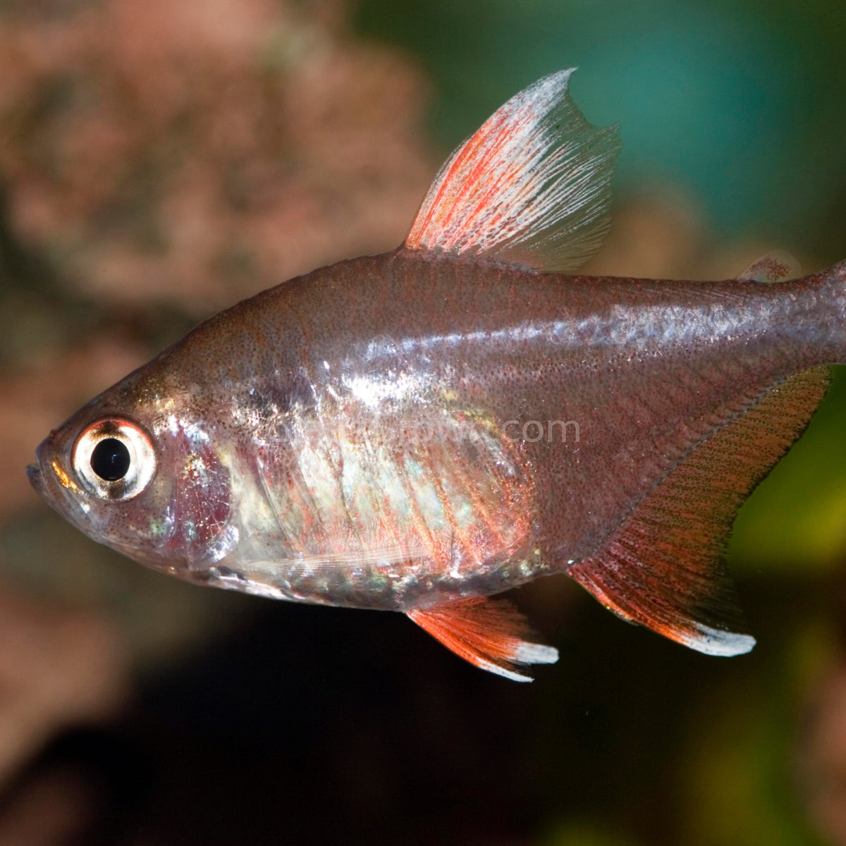 White Fin Pink Jewel Tetras 6 Pack