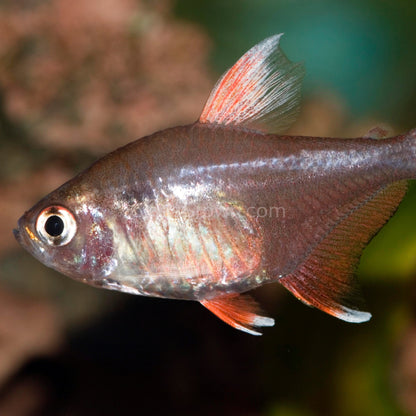 White Fin Pink Jewel Tetras 6 Pack