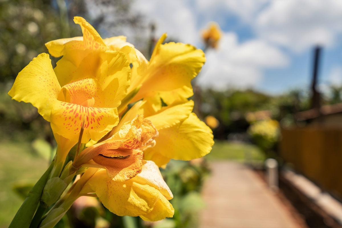 5 YELLOW CANNA LILY Indian Shot Canna Indica Flower Seeds