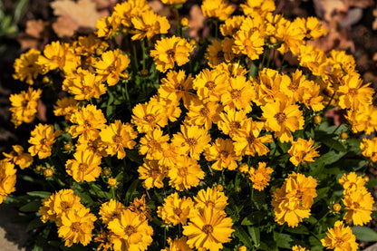 1000 YELLOW SAND COREOPSIS Lanceolata Lanceleaf Tickseed Flower Seeds