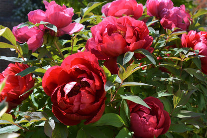 10 TREE PEONY Mountain Paeony Paeonia Suffruticosa Arborea Mixed Colors Red Pink White Purple Yellow Bicolor Flower Shrub Seeds