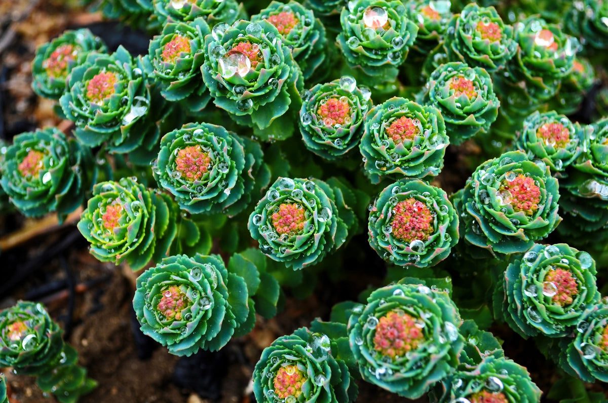 25 ROSEROOT STONECROP Golden Rose Root Sedum Rhodiola Rosea Yellow Succulent Flower Seeds