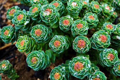 25 ROSEROOT STONECROP Golden Rose Root Sedum Rhodiola Rosea Yellow Succulent Flower Seeds