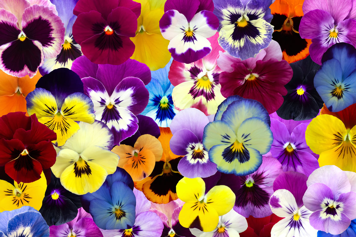 250 Mixed Colors SWISS GIANT PANSY Viola Wittrockiana Flower Seeds