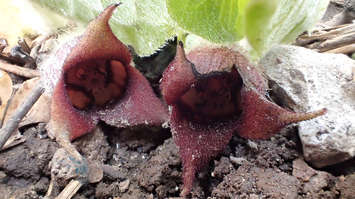 25 WILD GINGER Asarum Canadense Canadian Heart Snakeroot Flower Herb Seeds