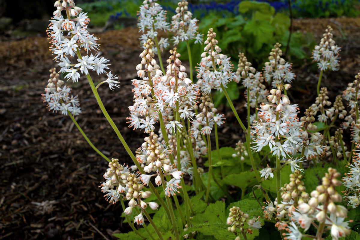 20 SUGAR SCOOP FOAMFLOWER White Tiarella Trifoliata Laceflower Flower Seeds