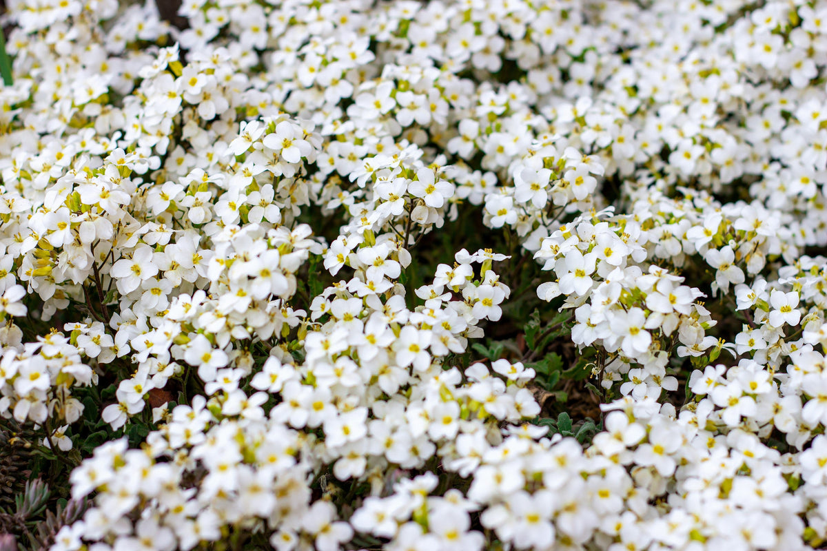 800 WHITE ALPINE ROCKCRESS Aubrieta Rock Cress Arabis Alpina Flower Seeds