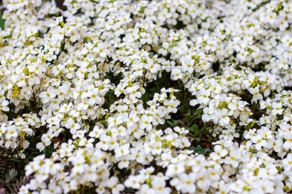 800 WHITE ALPINE ROCKCRESS Aubrieta Rock Cress Arabis Alpina Flower Seeds