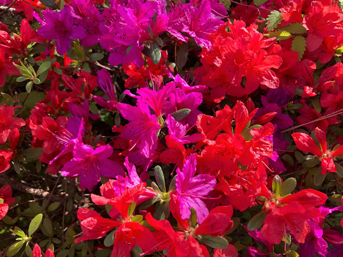 25 MIXED COLORS AZALEA Rhododendron spp. Red, Pink, Purple, White Flower Shade Bush Shrub Seeds