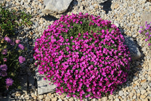 150 SPRING CHARM ROCKCRESS Rose Rock Cress Arabis Arendsii Flower Mix Seeds