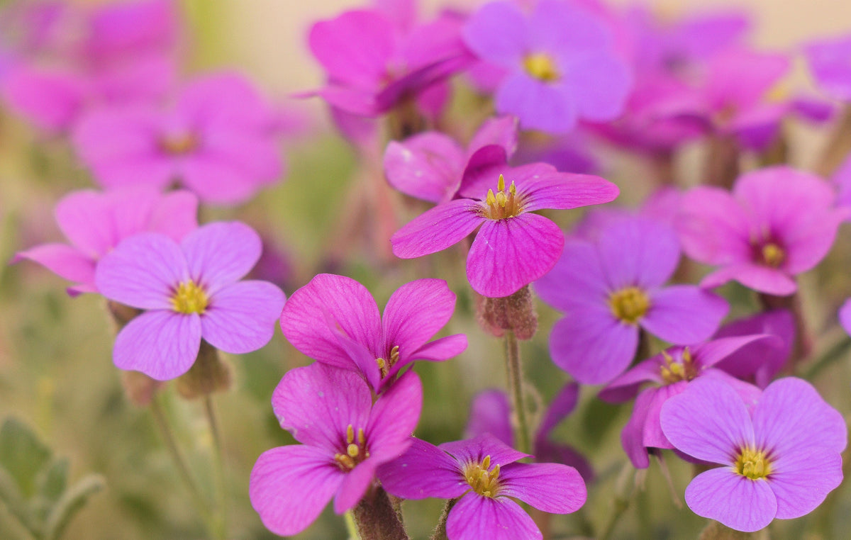 150 SPRING CHARM ROCKCRESS Rose Rock Cress Arabis Arendsii Flower Mix Seeds