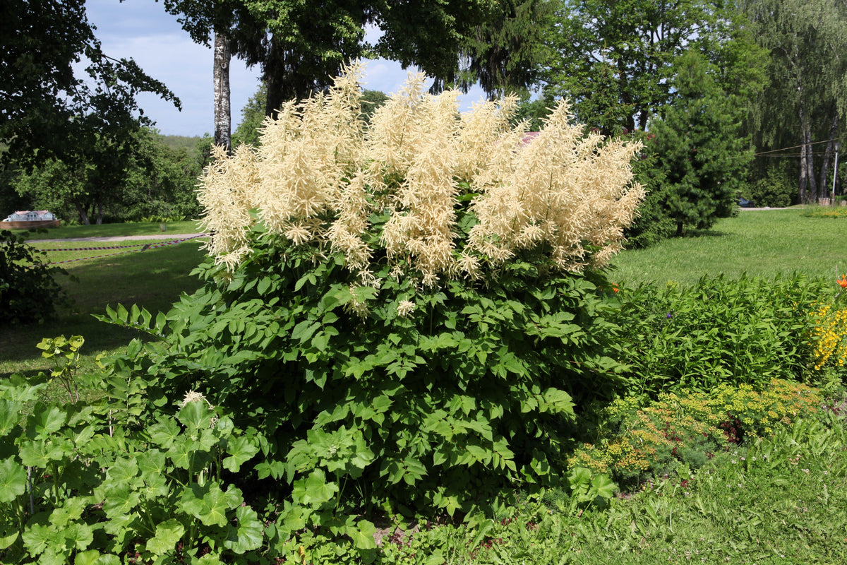 50 WHITE GOATS BEARD (like Astilbe) Aruncus Dioicus Flower Seeds