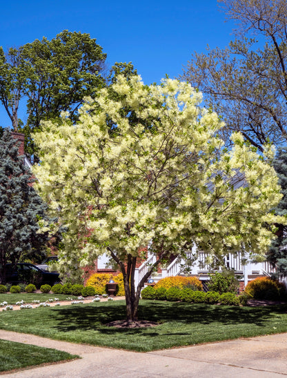 3 FRINGE TREE Chionanthus Virginicus Old Man's Beard White Flower Seeds