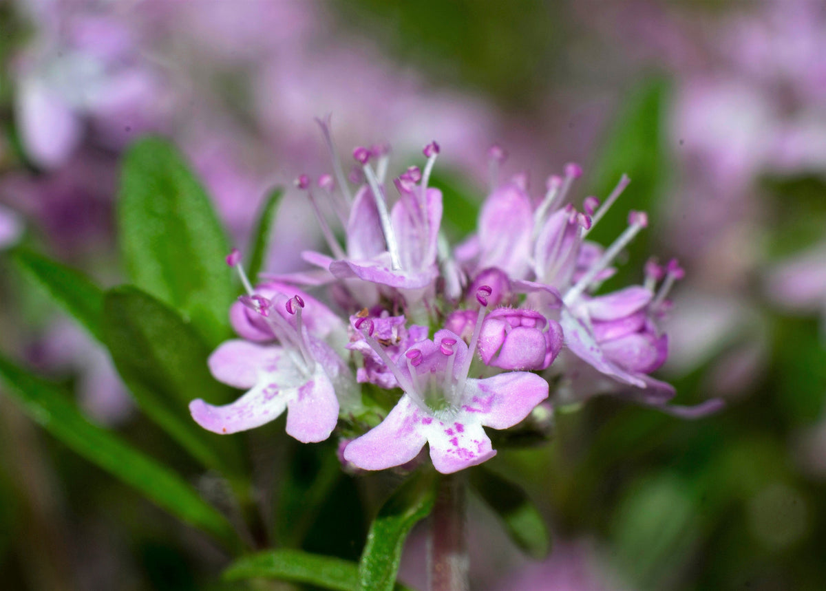 1000 LEMON THYME Thymus Pulegioides Herb Purple Flower Fragrant Evergreen Seeds