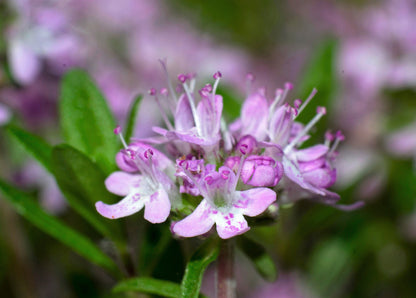 1000 LEMON THYME Thymus Pulegioides Herb Purple Flower Fragrant Evergreen Seeds