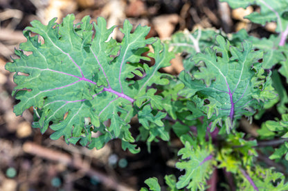 500 RED RUSSIAN KALE Brassica Oleracea Vegetable Seeds