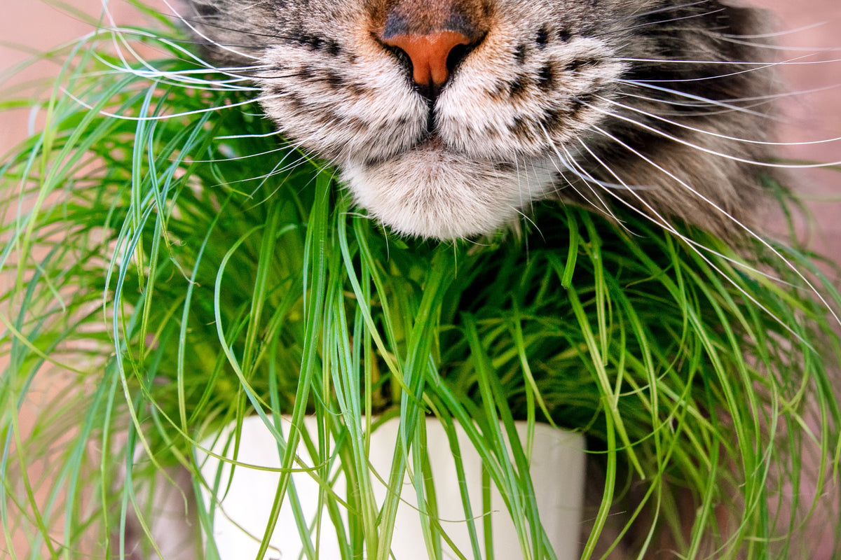 500 Organic CAT GRASS WHEAT Grass Pet Grass Wheatgrass Catgrass Triticum Aestivum Seeds
