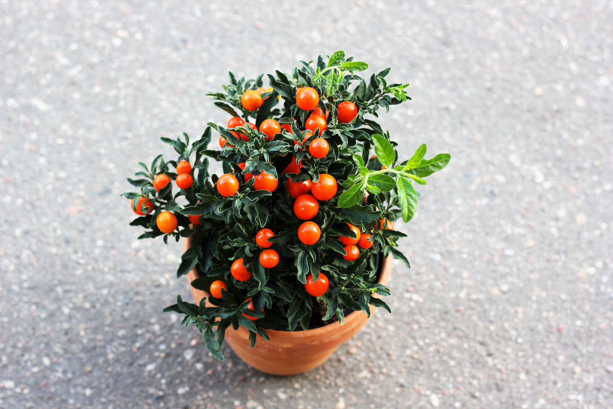 25 JERUSALEM CHERRY Madeira Winter Solanum Pseudocapsicum Flower Seeds